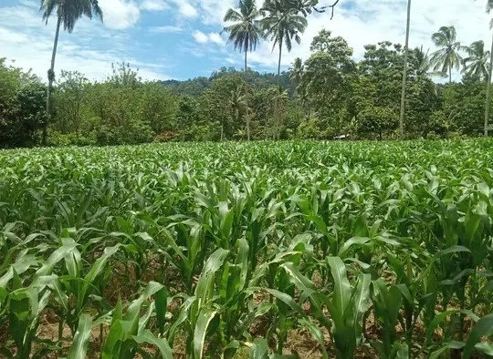Kebun jagung
