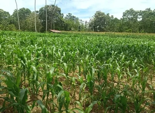 Kebun jagung